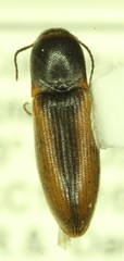Dalopius asellus