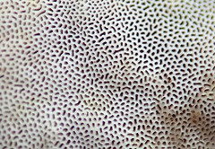Austeria citrea image
