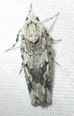 Ethioterpia lichenea