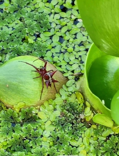 Actinosoma pentacanthum