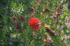 Kunzea baxteri