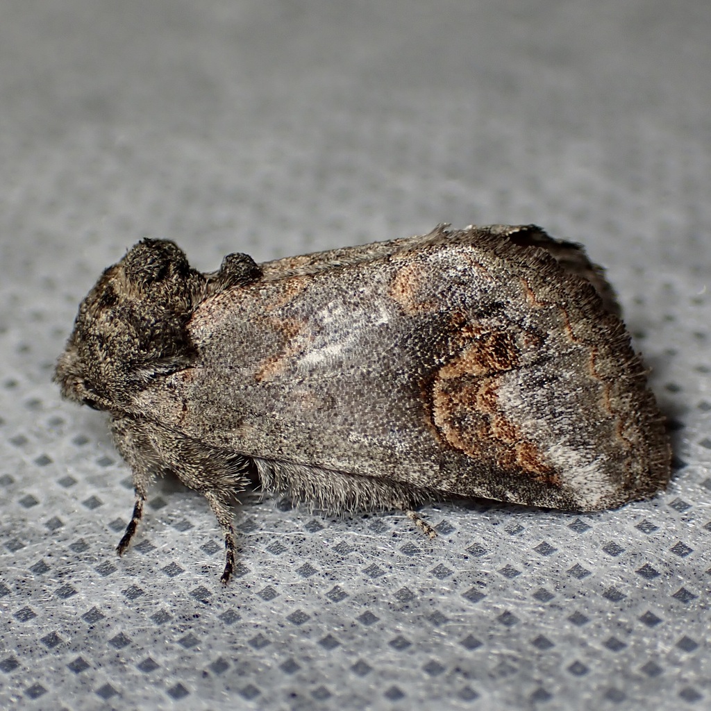 Rifargia occiclina