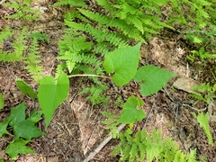 Ben Little, CC0, iNaturalist via GBIF Parogonum ciliinode, photograph Ben Little, CC0, iNaturalist via GBIF