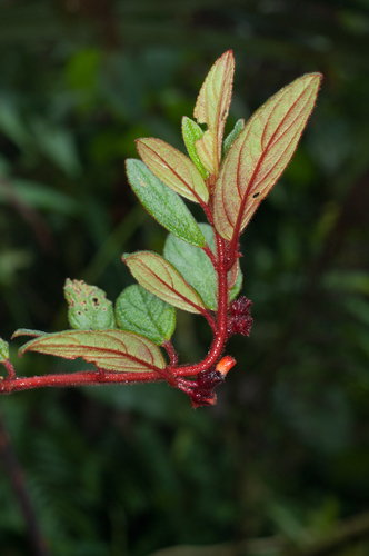 Columnea minutiflora