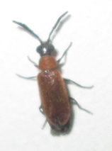 Physciolagria singularicornis