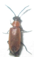 Physciolagria singularicornis