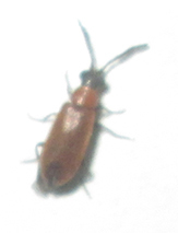 Physciolagria singularicornis
