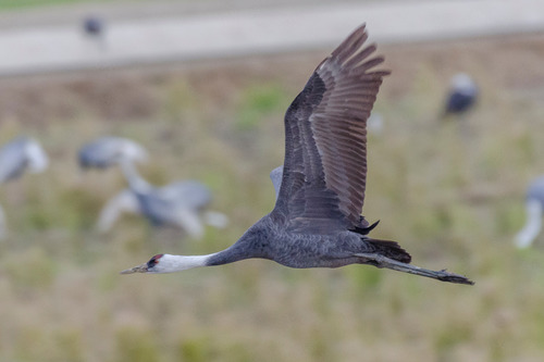 Hooded Crane