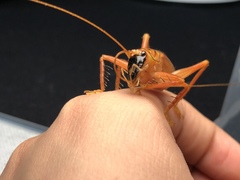 Prosopogryllacris personata