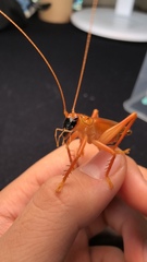 Prosopogryllacris personata