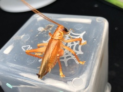 Prosopogryllacris personata