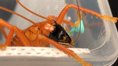 Prosopogryllacris personata