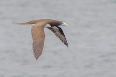 Sula leucogaster plotus
