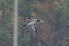 Sula leucogaster plotus