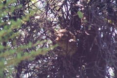 Poodytes punctatus punctatus