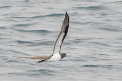 Sula leucogaster plotus