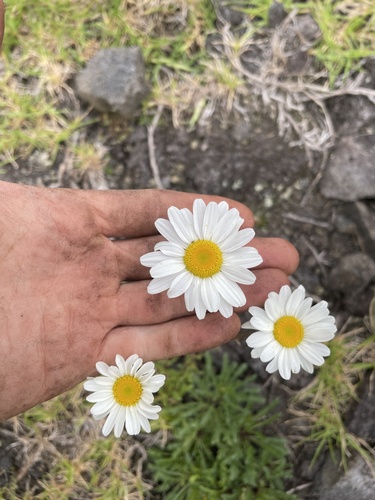 Leucanthemum vulgare observed 2023-06-23