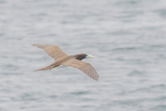 Sula leucogaster plotus