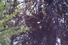 Poodytes punctatus punctatus