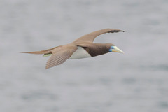 Sula leucogaster plotus