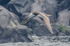 Sula leucogaster plotus