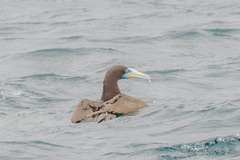 Sula leucogaster plotus