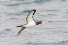 Sula leucogaster plotus