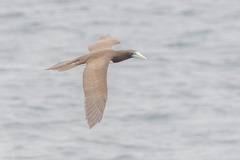 Sula leucogaster plotus