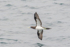 Sula leucogaster plotus
