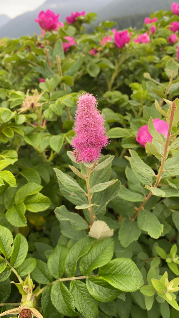 Spiraea douglasii — an easy houseplant, prefers partial sun light