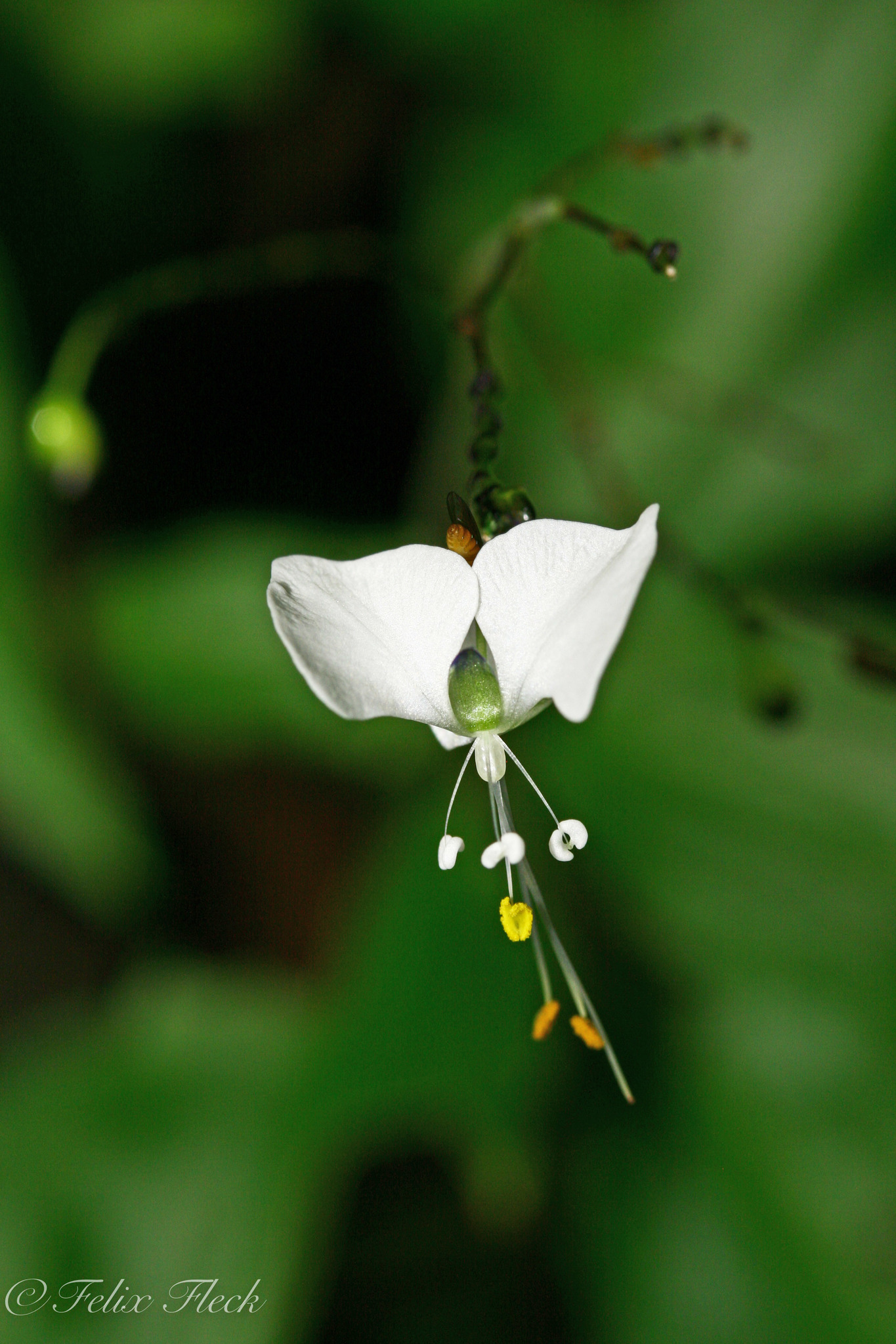 Aneilema
