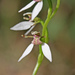 White Bunny Orchid - Photo (c) Felix Fleck, some rights reserved (CC BY-NC), uploaded by Felix Fleck