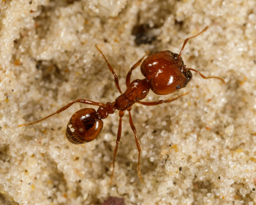 Tropical Fire Ant photo 6
