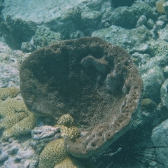 Ircinia campana