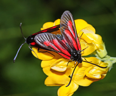 Zygaena osterodensis