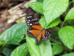 Eresia ithomioides eutropia