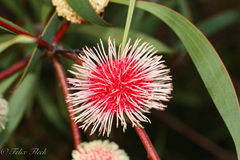 Hakea laurina