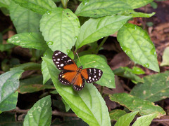 Eresia ithomioides eutropia