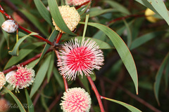 Hakea laurina