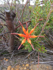 Lambertia inermis