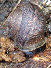 Helminthoglypta nickliniana ramentosa