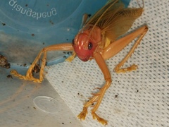 Gryllacris menglaensis