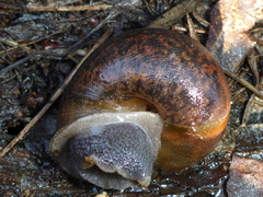 Helminthoglypta nickliniana ramentosa