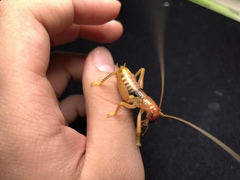 Gryllacris menglaensis