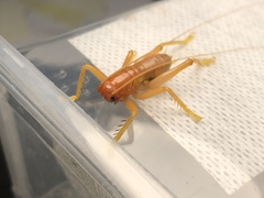 Gryllacris menglaensis