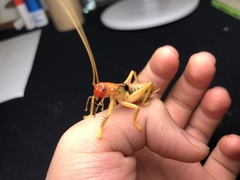 Gryllacris menglaensis