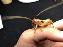 Gryllacris menglaensis