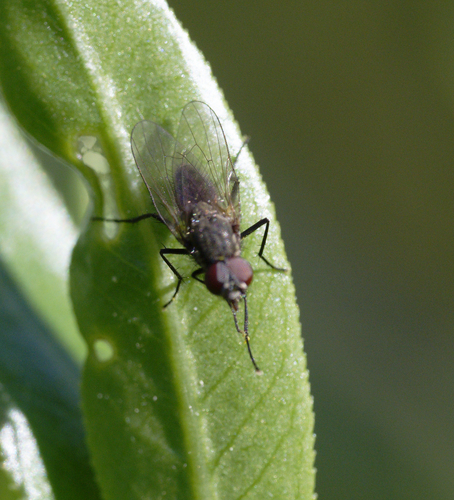 iNaturalist observation photo of Muscoid Flies