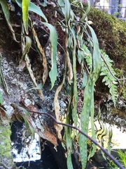 Pleopeltis polylepis