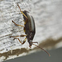 Tanychilus metallicus